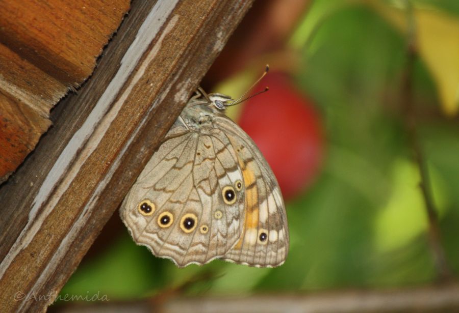 Id farfala della Grecia